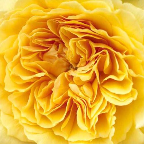 Online rózsa vásárlás - Sárga - nosztalgia rózsa - diszkrét illatú rózsa - Rosa Leah Tutu™ - Heather M. Horner - Remek kerti rózsa, aranysárga virágokkal és bokros megjelenéssel.